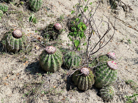Desierto de la Tatacoa-Villavieja必去景点