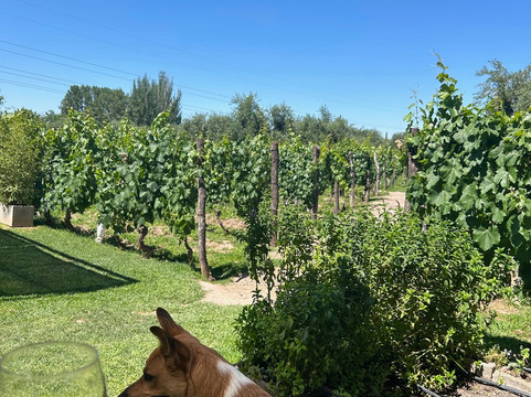 This is Mendoza-门多萨必去景点