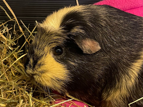 Cavies & Cake-Fakenham必去景点