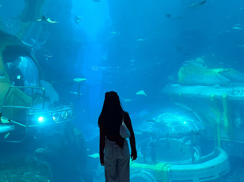 SeaWorld Yas Island Abu Dhabi-阿布扎比必去景点