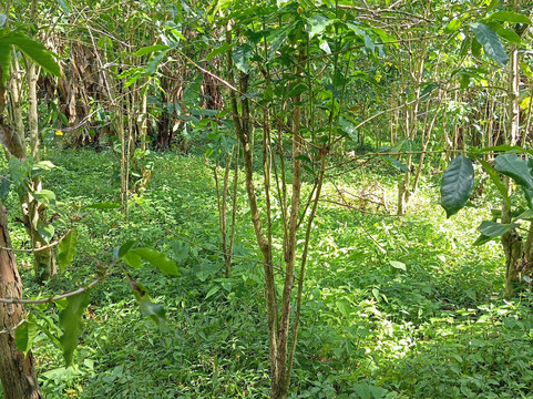 Vanibel-Vieux-Habitants必去景点