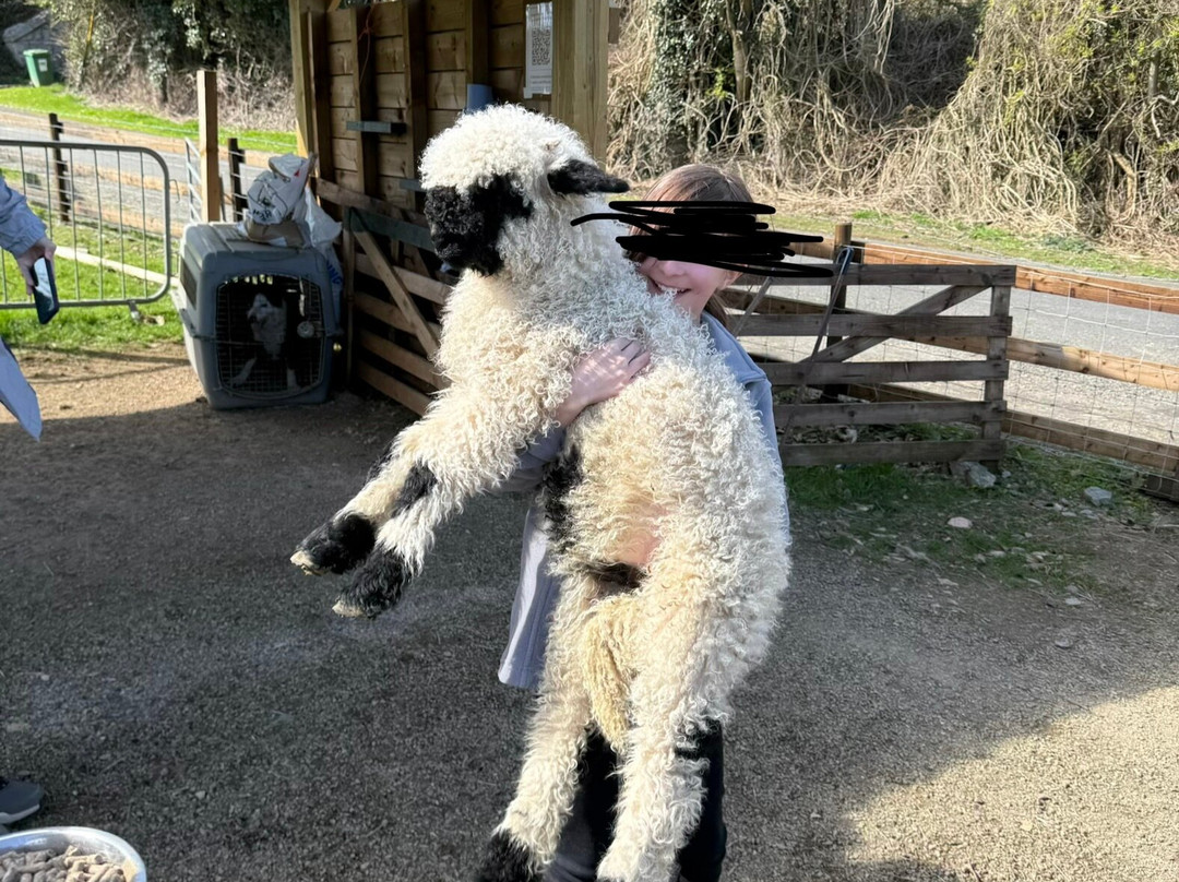 Sheep Smarts-Rathdrum必去景点