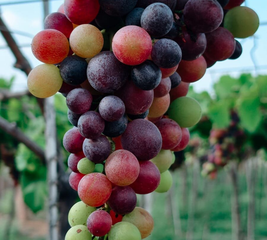 MSR Grapes Garden-Cumbum必去景点