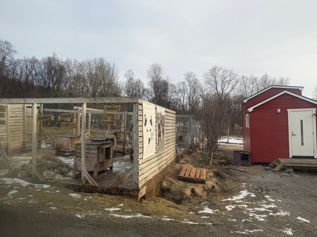 Kvaløya Husky-特罗姆瑟必去景点