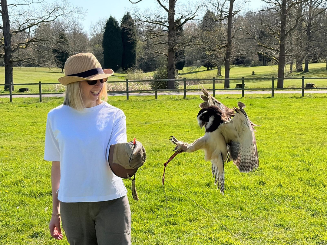 Surrey Hills Falconry-Ockley必去景点