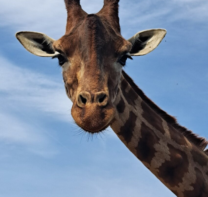 Safari Park-Pombia必去景点