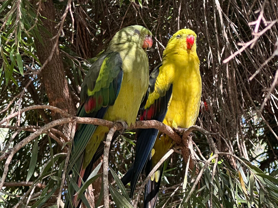 Cleland Wildlife Park-Crafers必去景点