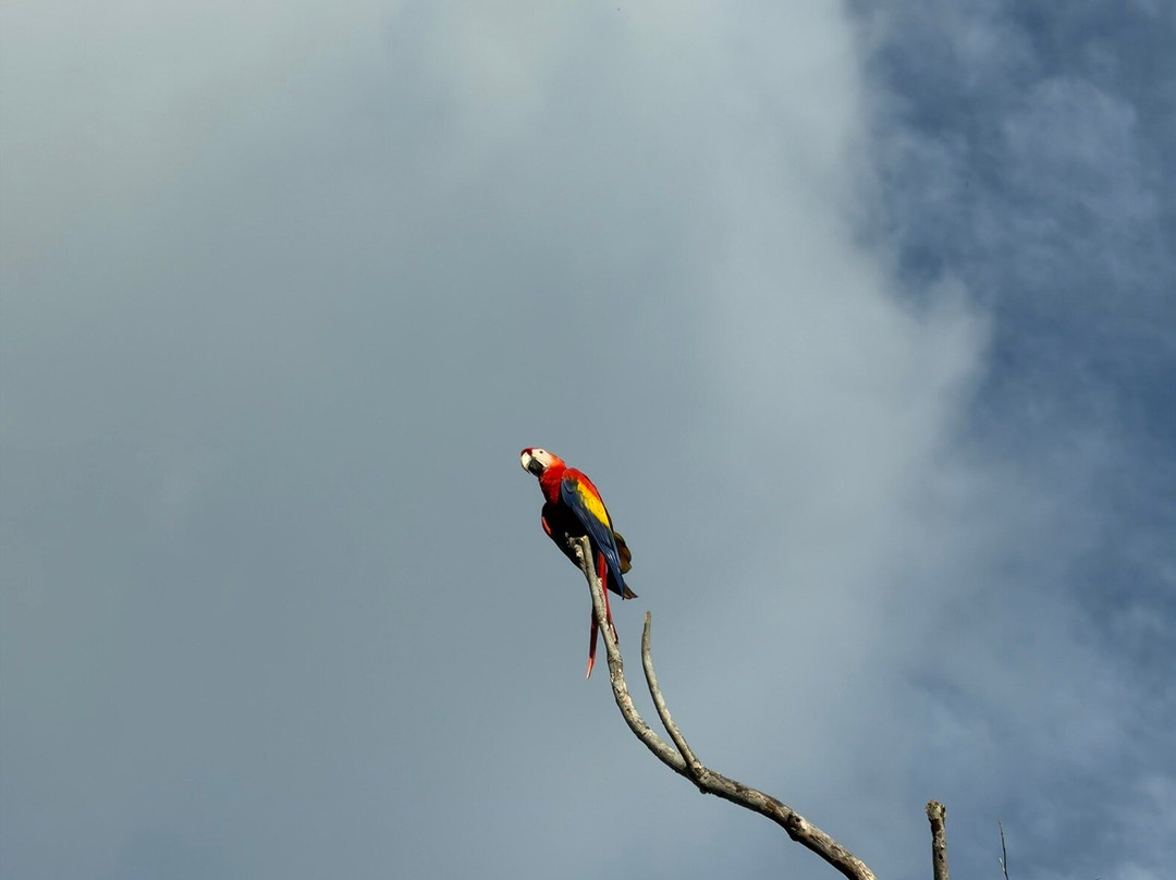 Macaw Recovery Network-Punta Islita必去景点