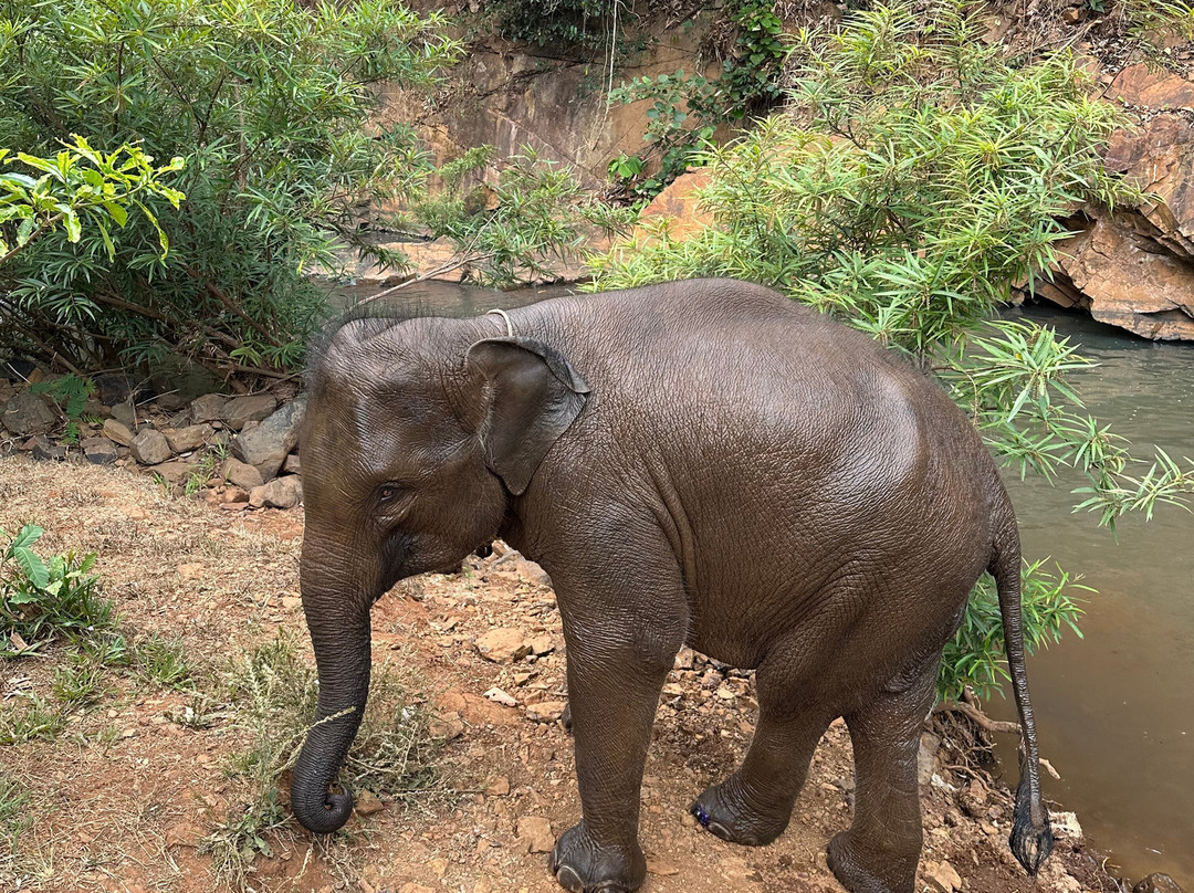 Airavata Elephant Foundation-邦隆必去景点