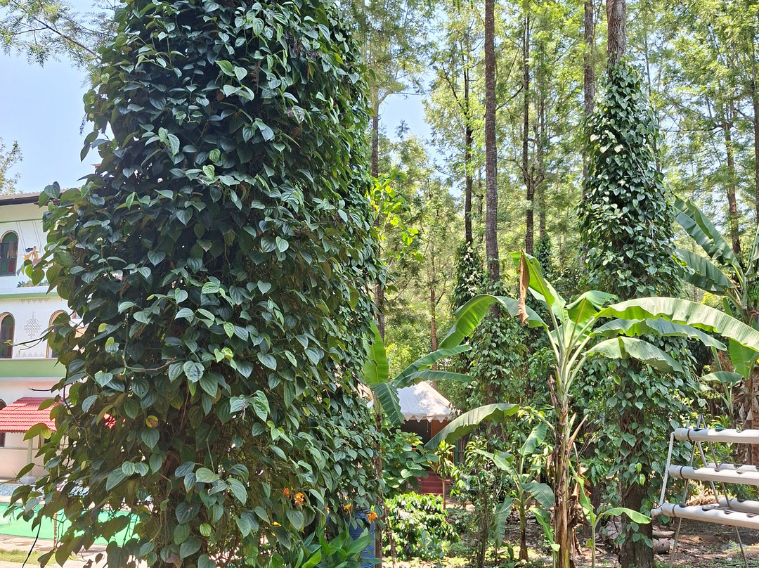 雅靠WOW比松林度假村主图