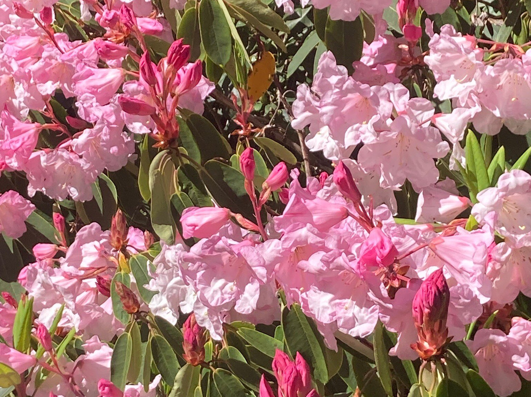 Bowood Woodland Garden-Calne必去景点