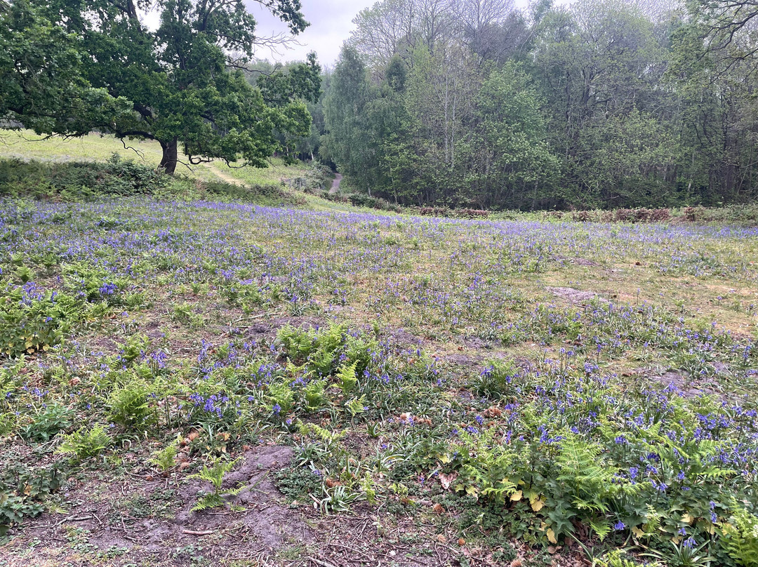 Shorne Woods Country Park-Shorne必去景点