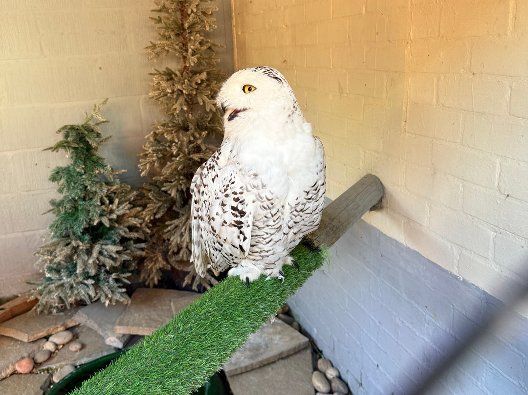 Happisburgh Owls-North Walsham必去景点