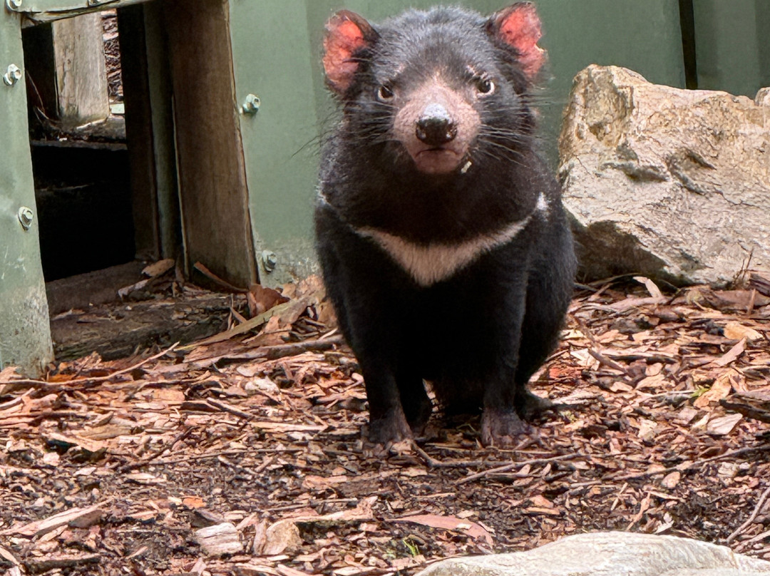 Cleland Wildlife Park-Crafers必去景点