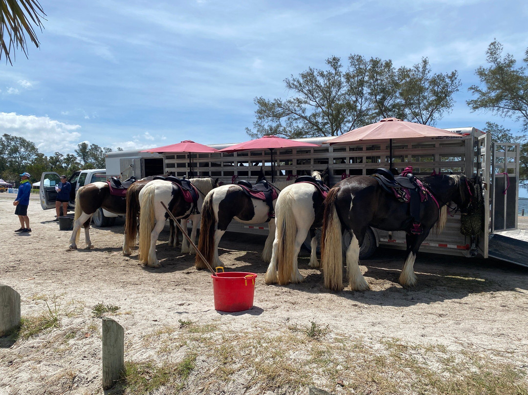 C Ponies Beach Horseback Rides-布雷登顿必去景点