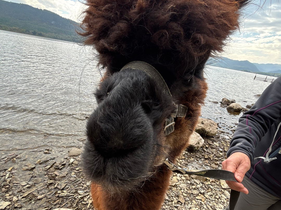 Alpacaly Ever After-Portinscale必去景点