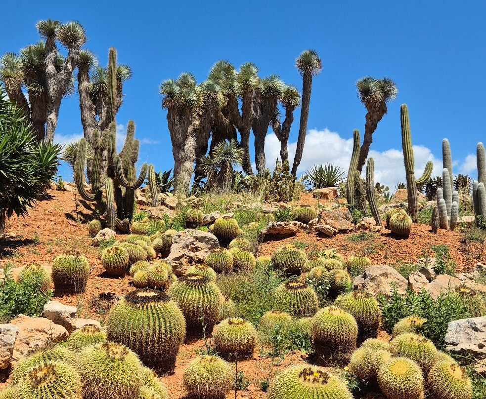 Botanicactus-Ses Salines必去景点