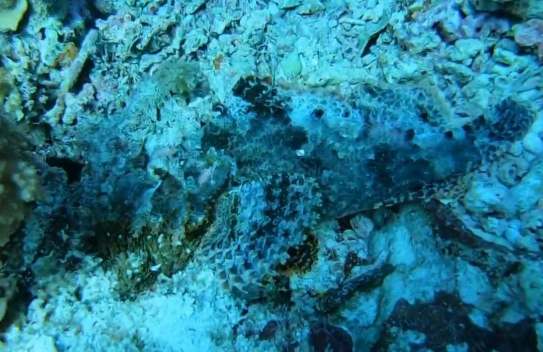 Tropical Divers Dive Center-达瑙市必去景点