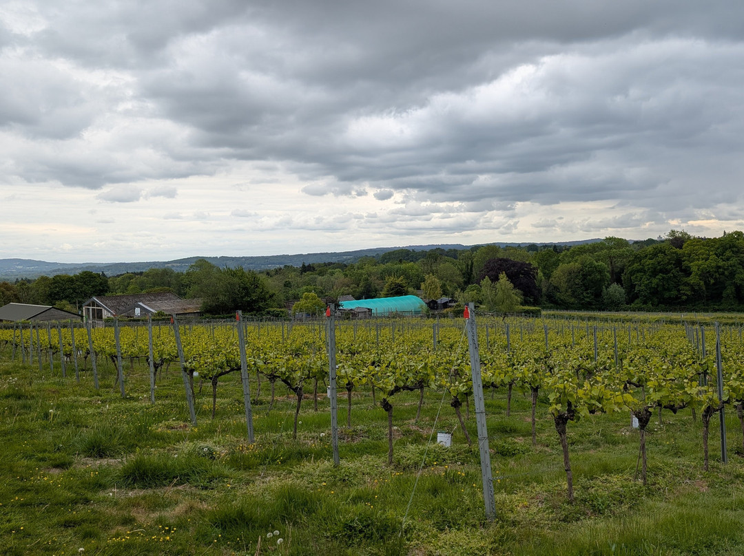 Greyfriars Vineyard-Puttenham必去景点