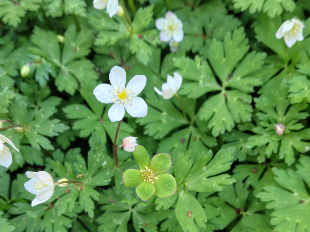 Natureguide Fivesense-松本市必去景点