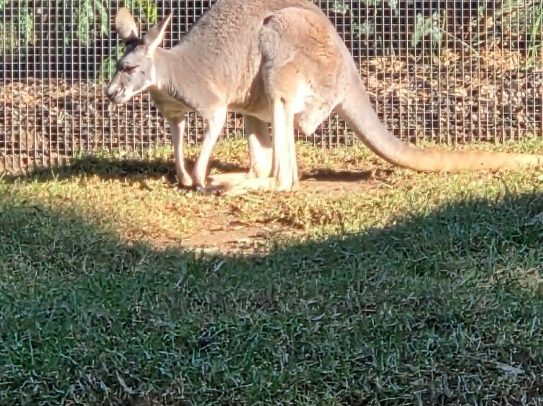 Sydney Zoo-布莱克敦必去景点