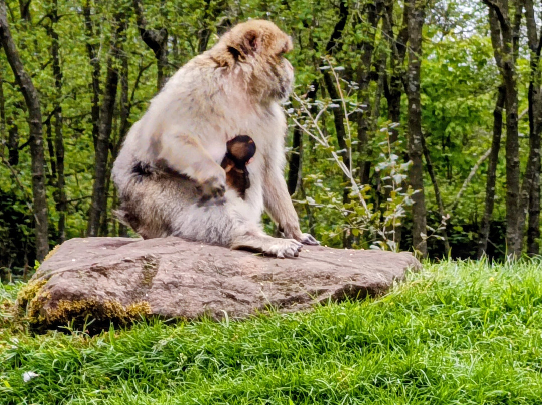 Trentham Monkey Forest-特伦特河畔斯托克必去景点