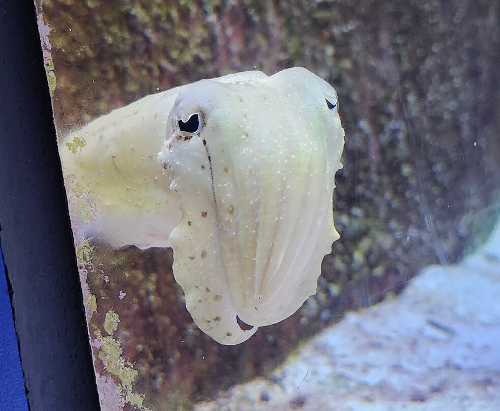 冲绳美之海水族馆-本部町必去景点