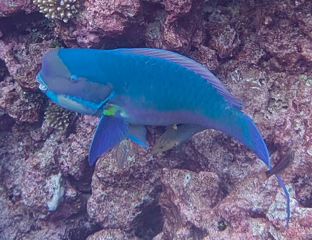 Niue Blue Island Experiences-阿洛菲必去景点