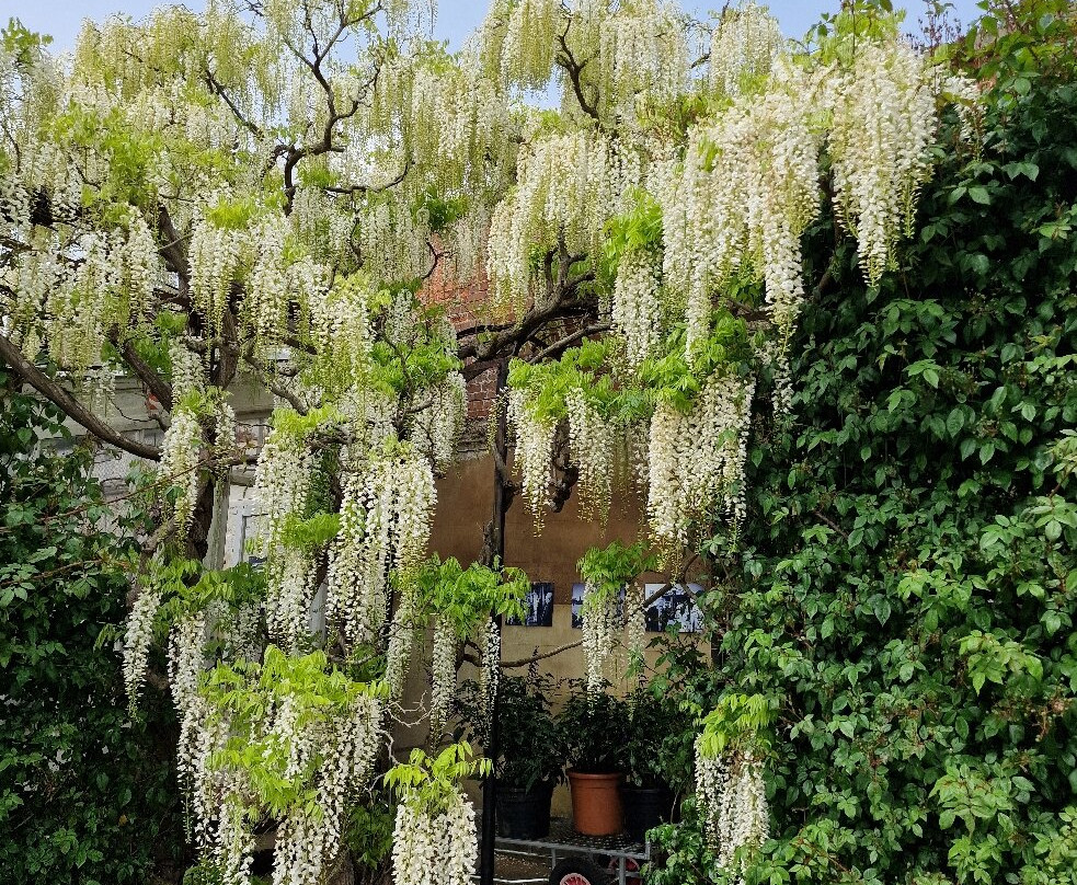 Somerleyton Hall Gardens-Somerleyton必去景点