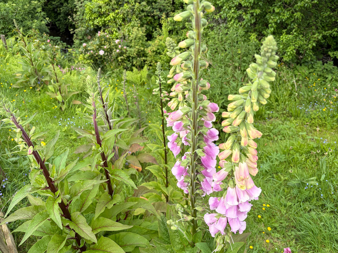 Naturescape British Wild Flowers-Langar必去景点