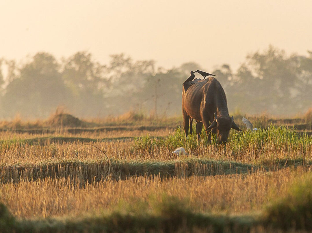 Jungle Nepal Adventure-Thakudwara必去景点