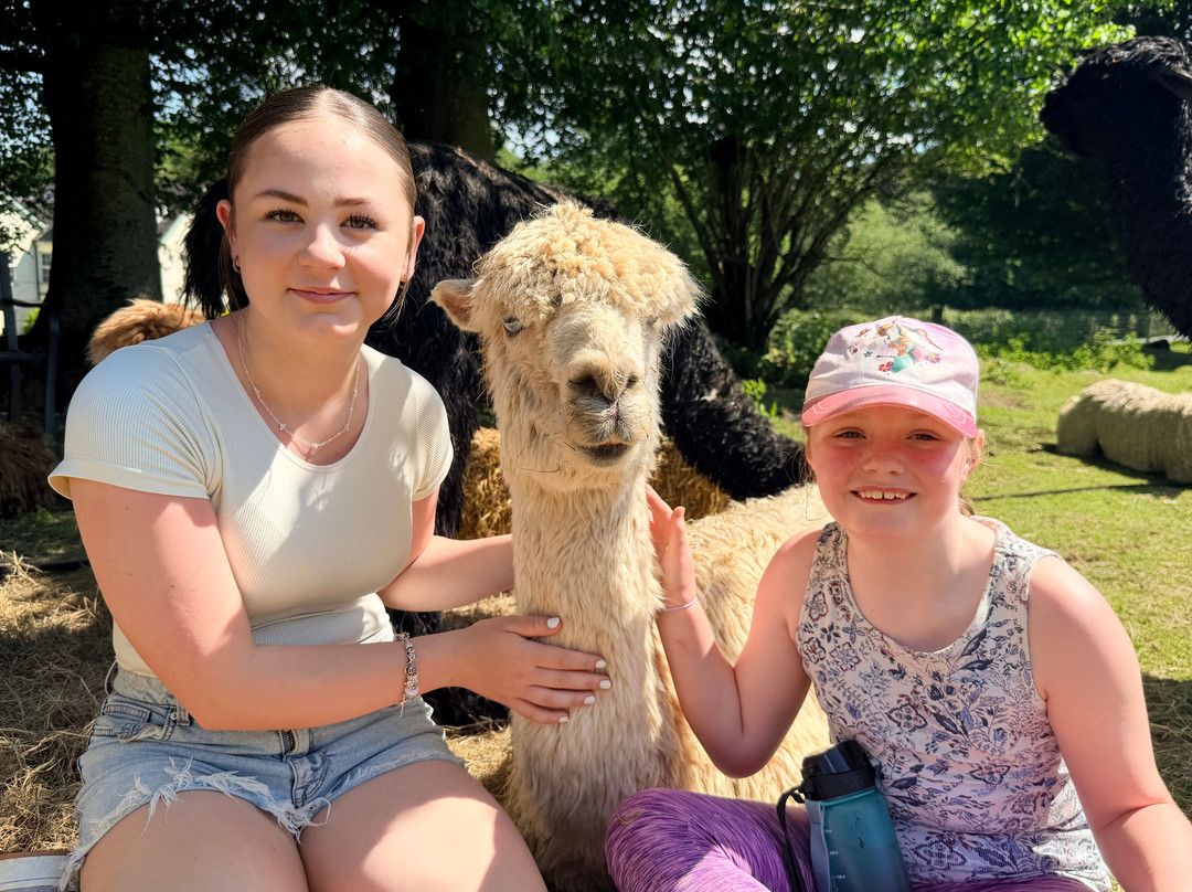 Lydford Gorge Alpacas-Lydford必去景点