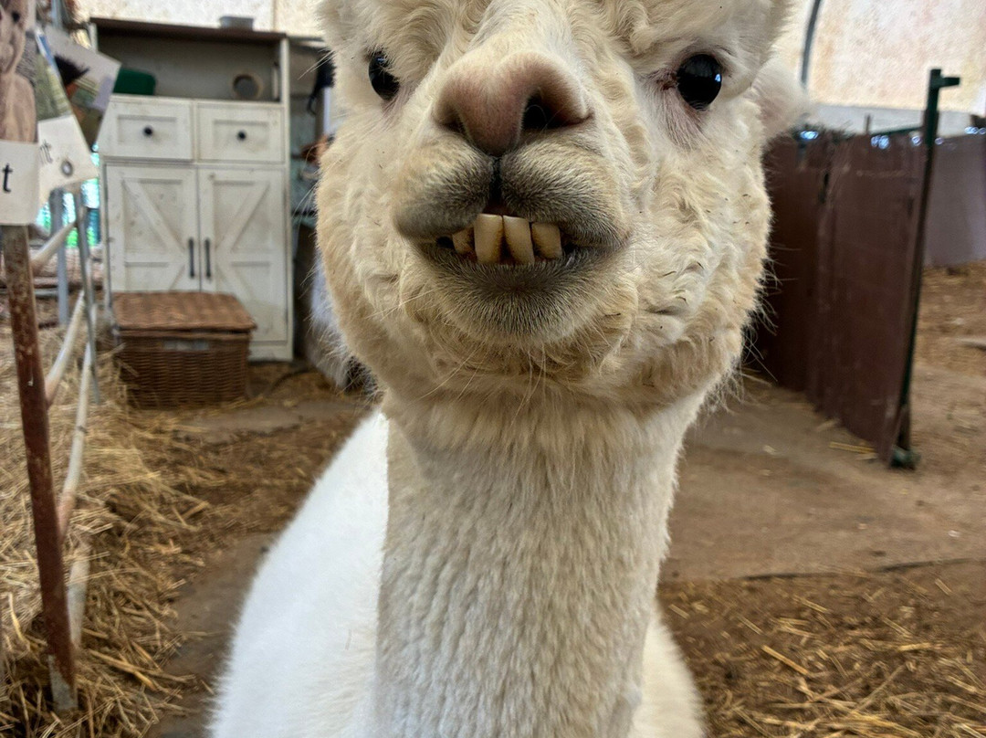 Stubbs Farm Alpacas-Loddon必去景点
