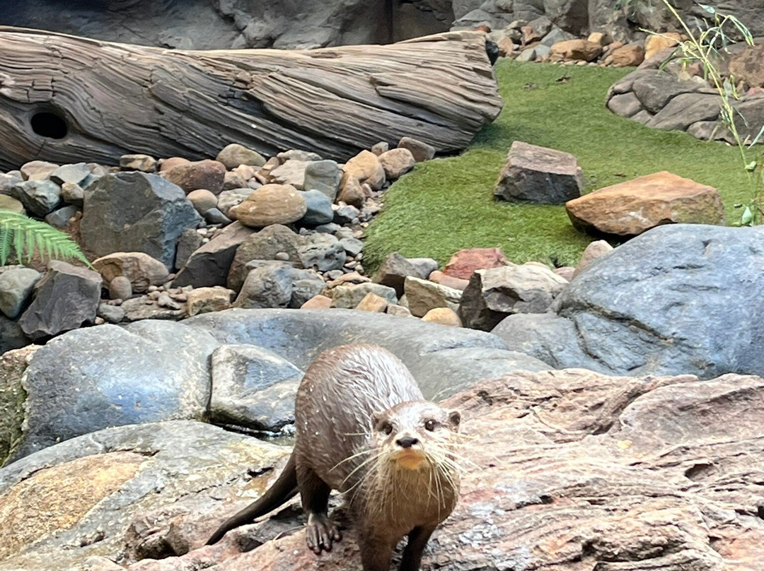 Australia Zoo-Beerwah必去景点