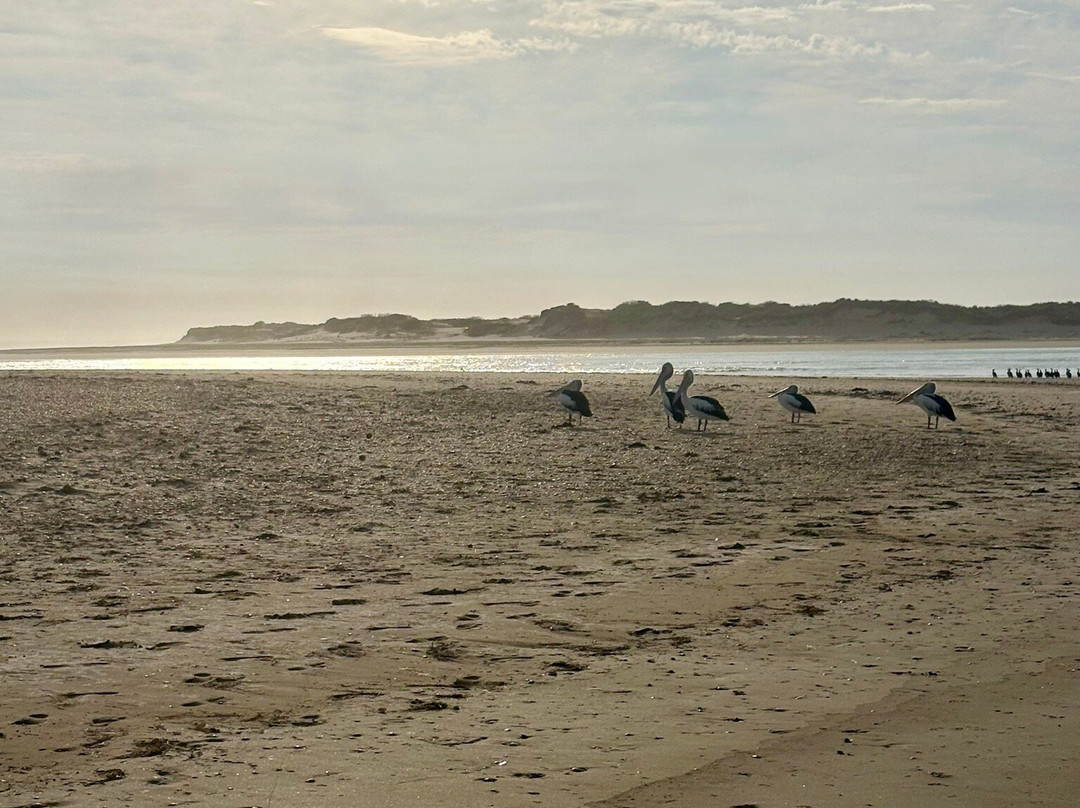 Canoe The Coorong - Day Tours-Hindmarsh Island必去景点