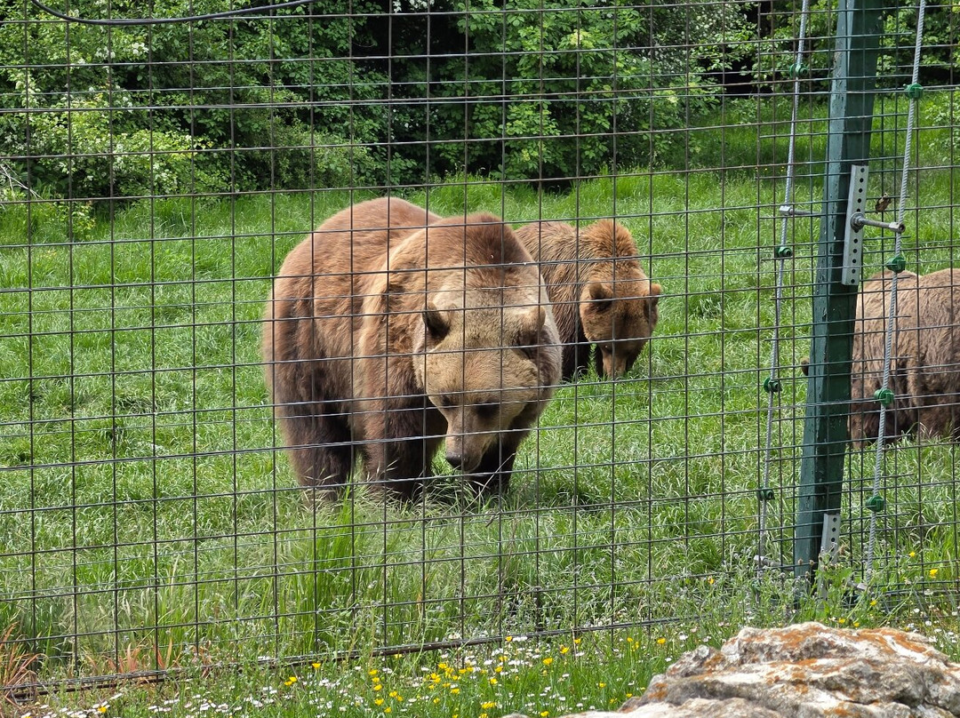 Libearty Bear Sanctuary Zarnesti-Zarnesti必去景点