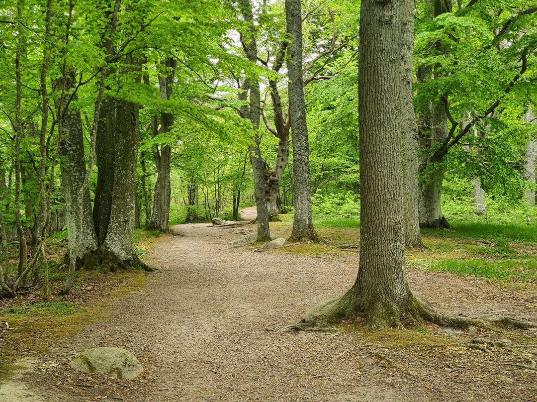 Stenshuvud Nationalpark-Kivik必去景点