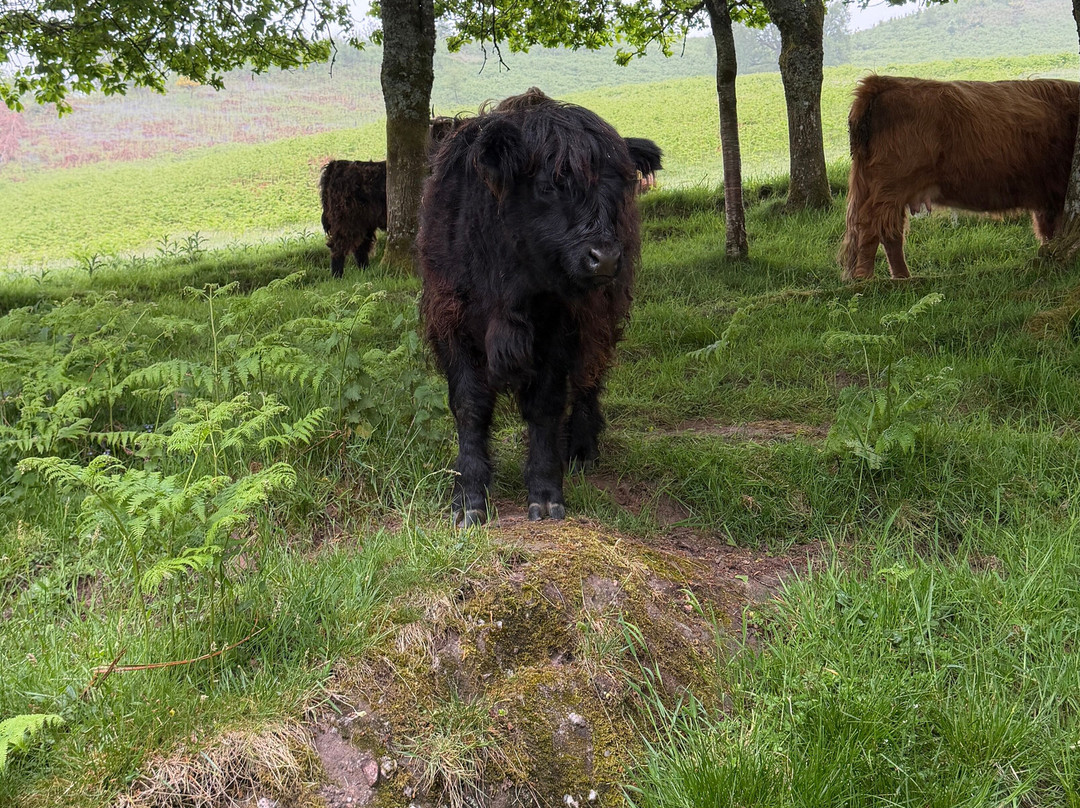 Nether Glenny Farm - Coos and Views-斯特灵必去景点