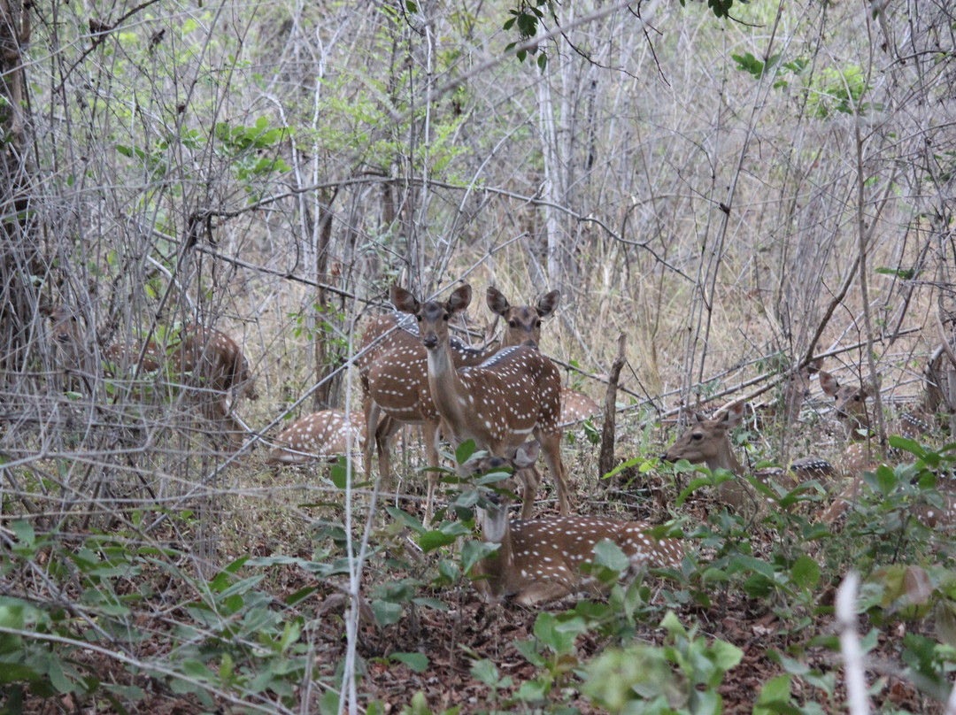 Tadoba Jungle Camp - Jungle Camps India主图