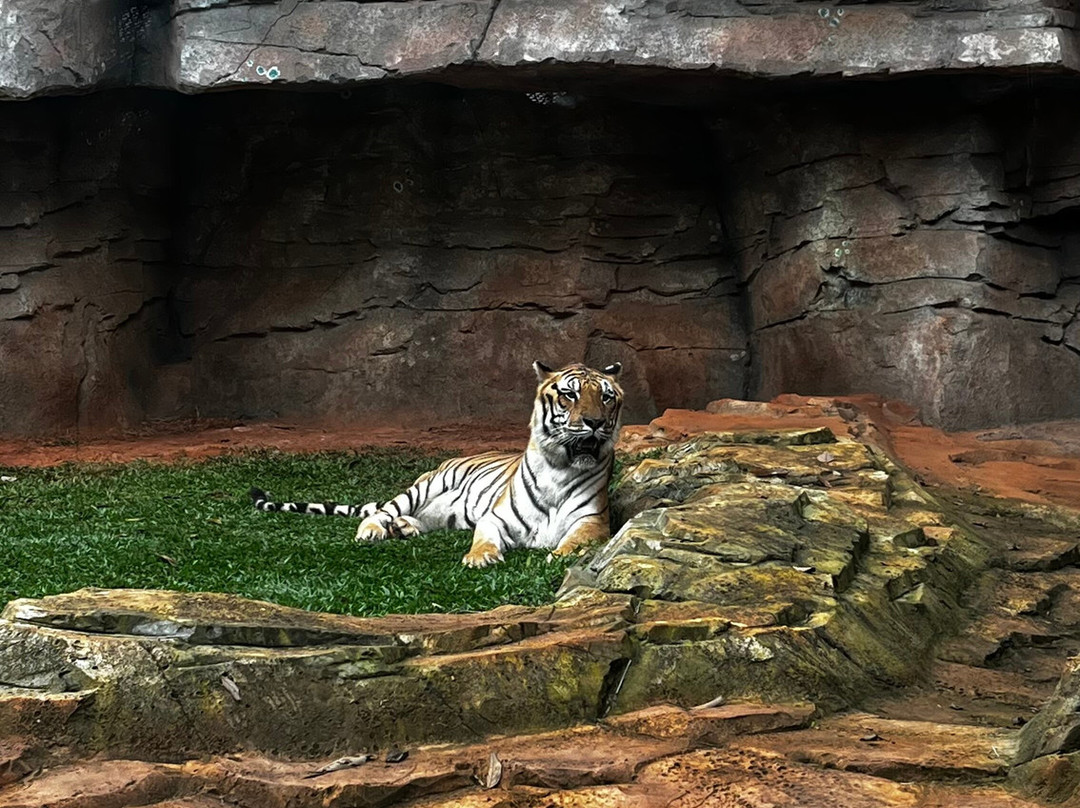 Zoologico De Sao Paulo-圣保罗必去景点