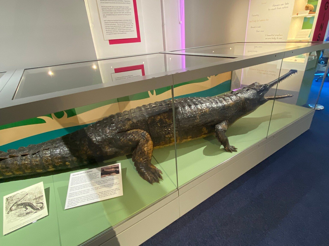 Museum & Art Swindon-斯温顿必去景点