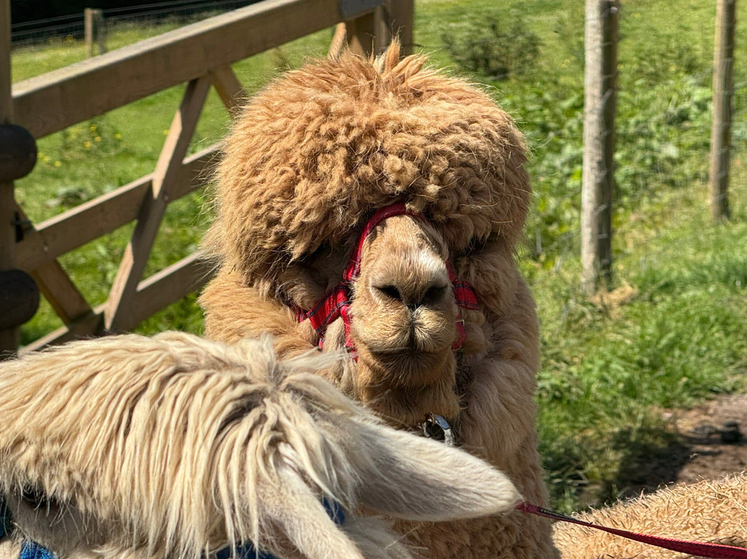 Popham Farm Alpaca Trekking-索尔塔什必去景点