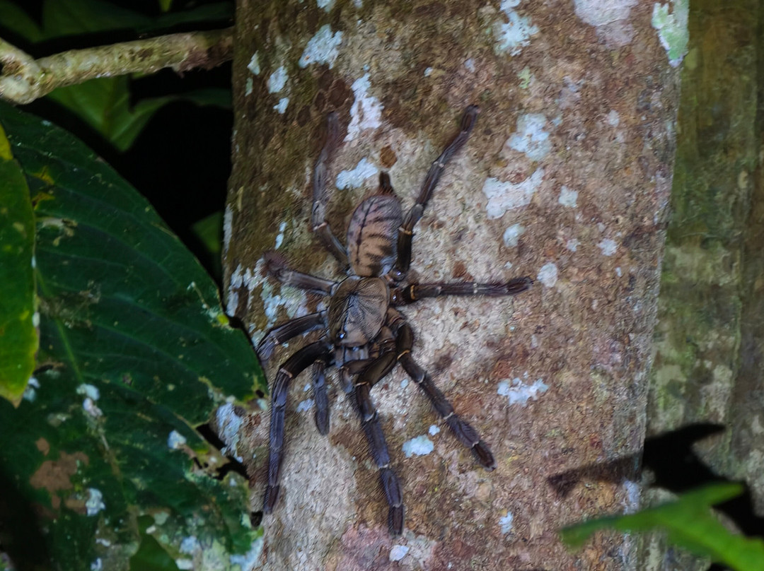 1StopBorneo Wildlife-斗湖必去景点