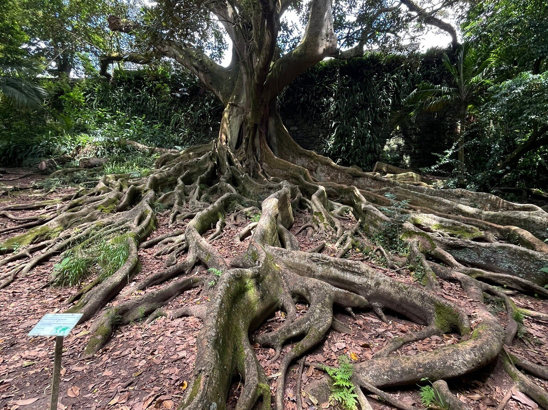 Jose do Canto Botanical Garden-蓬塔德尔加达必去景点