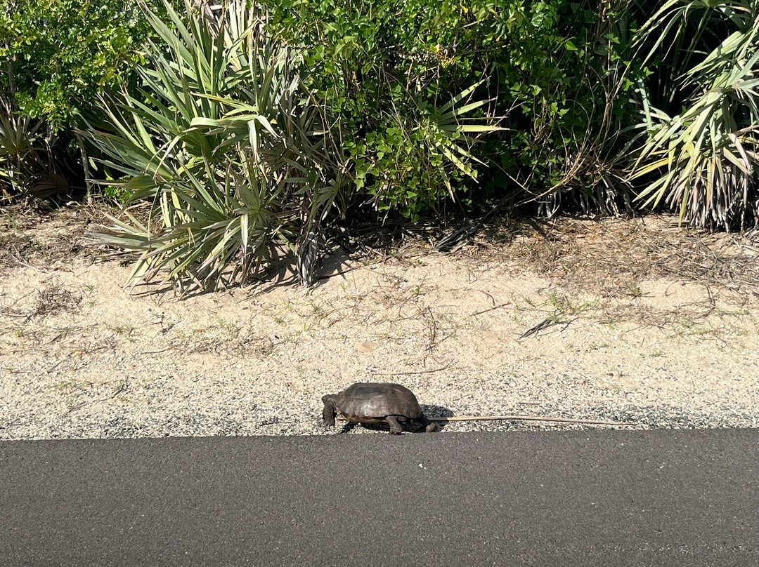Canaveral National Seashore-新士麦那海滩必去景点