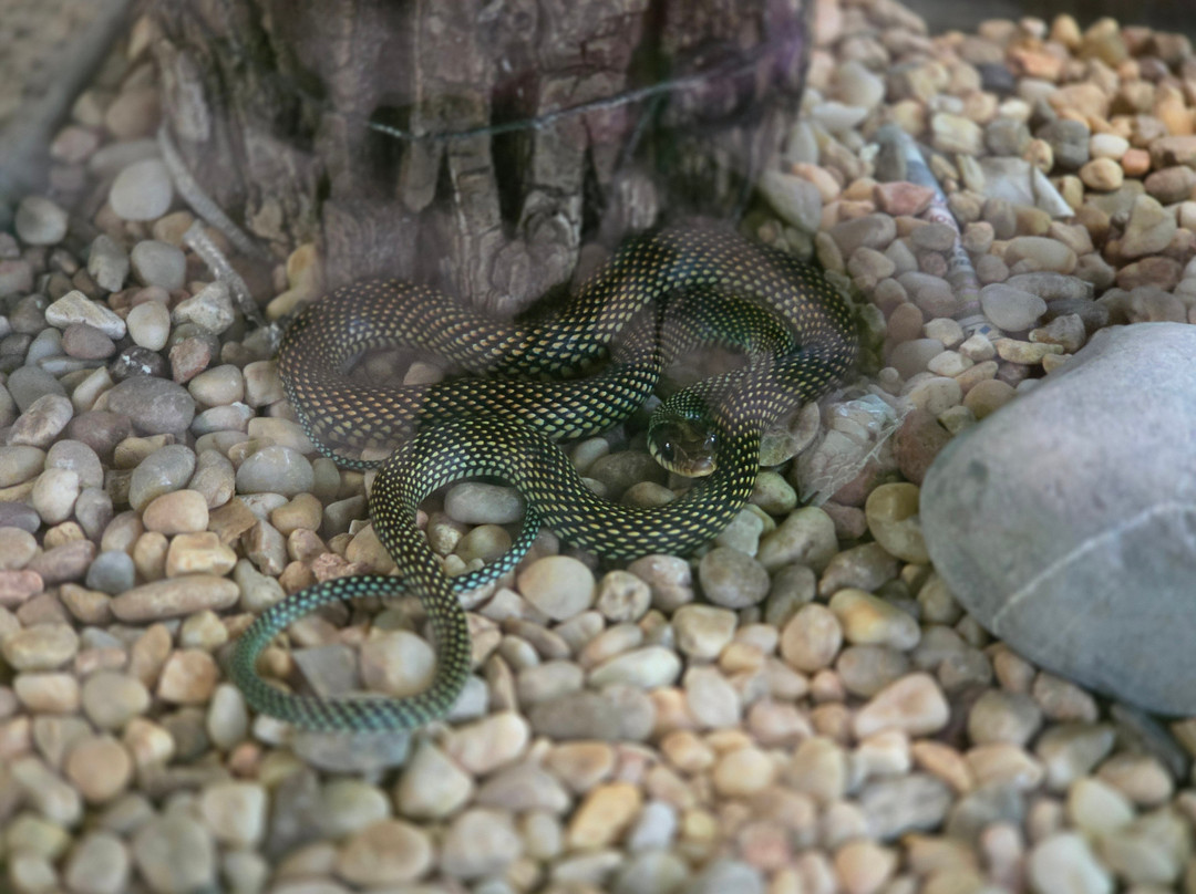 Croco Cun Zoo-从莫雷洛斯港必去景点