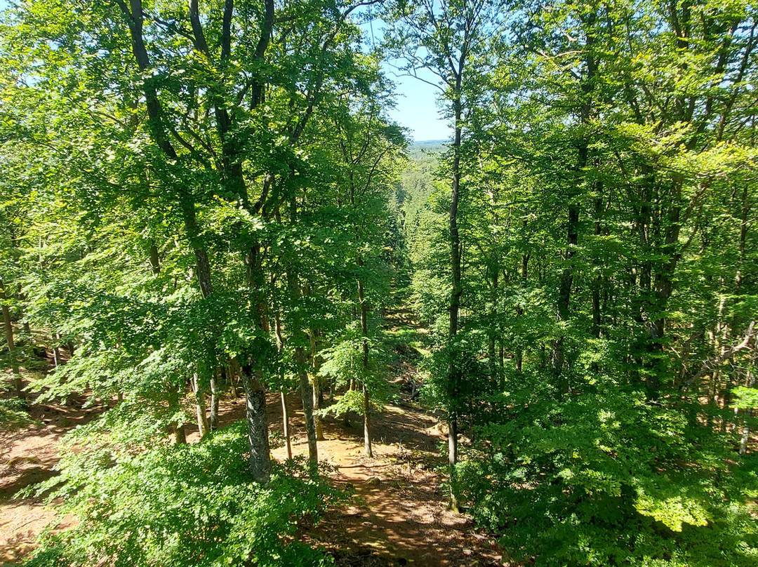 Multilevel Ziplines & Klätterpark-Hassleholm必去景点