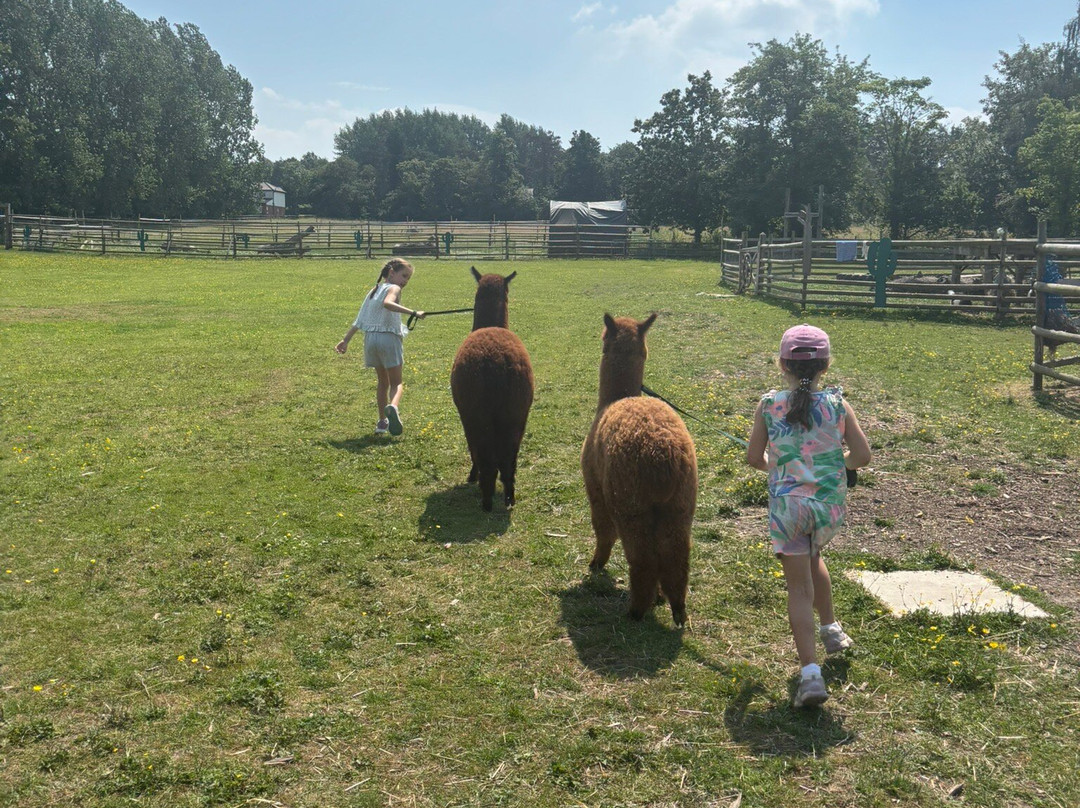 Woodlands Alpaca Farm-沃灵顿必去景点