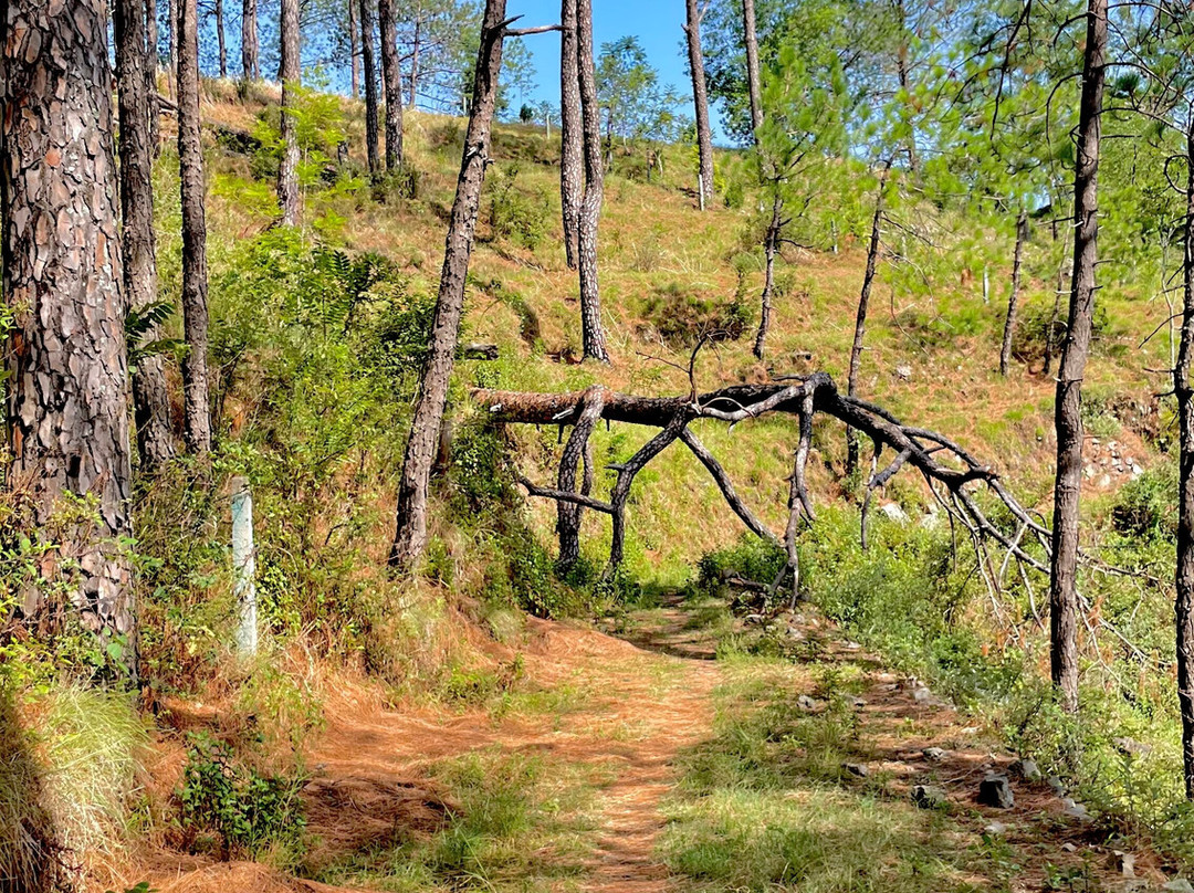 Kasauli Nature Walks With Vanita-Kasauli必去景点