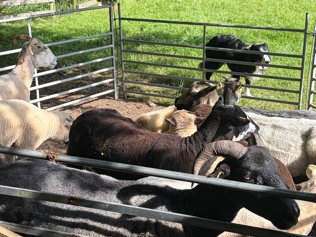 Kilkenny Sheepdog Experience-Thomastown必去景点